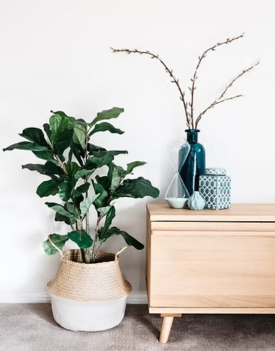 Potted plant and blue glass bottles on a wood dresser